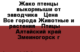 Жако птенцы выкормыши от заводчика › Цена ­ 1 - Все города Животные и растения » Птицы   . Алтайский край,Змеиногорск г.